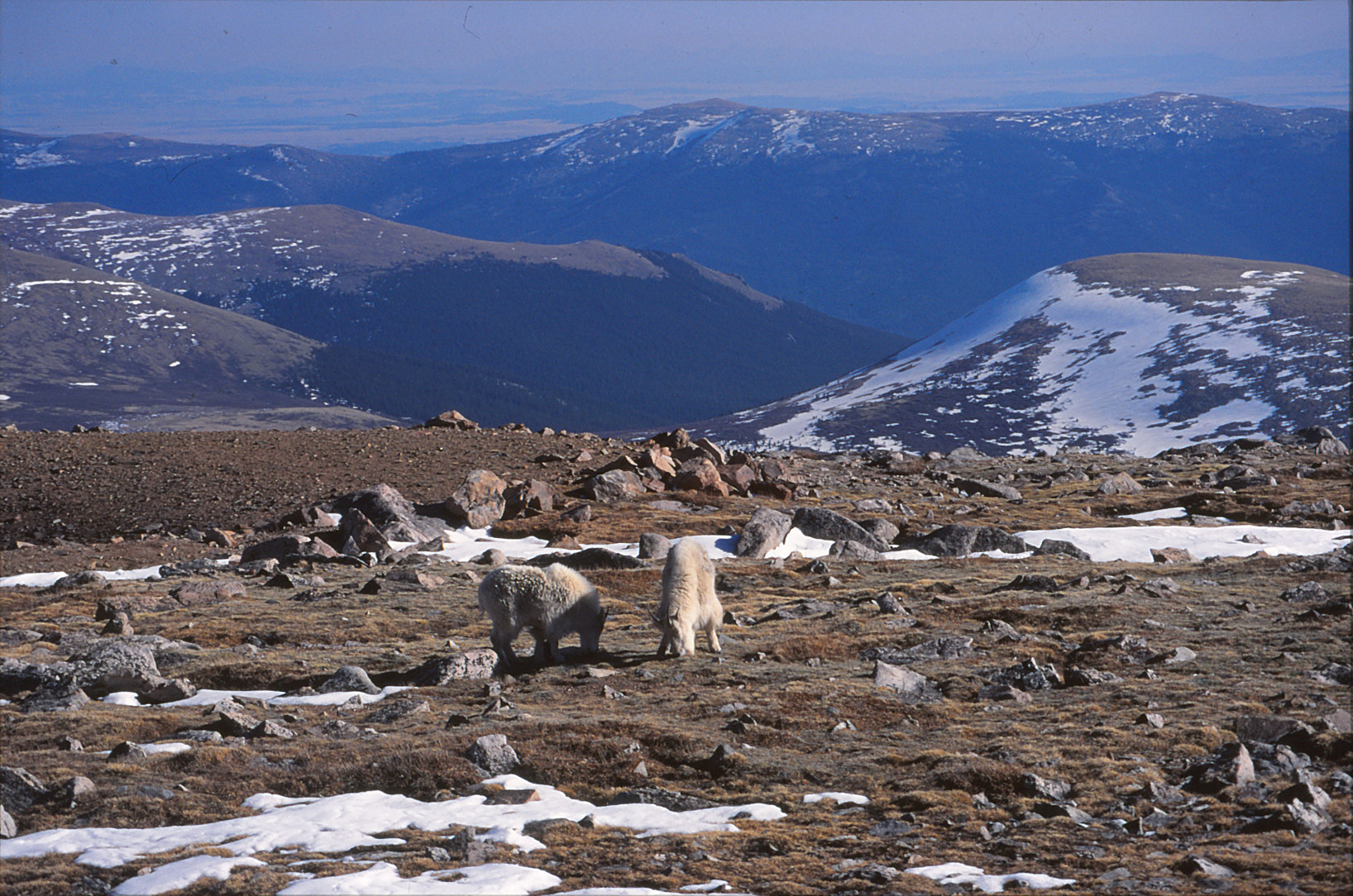 Mount Evans
