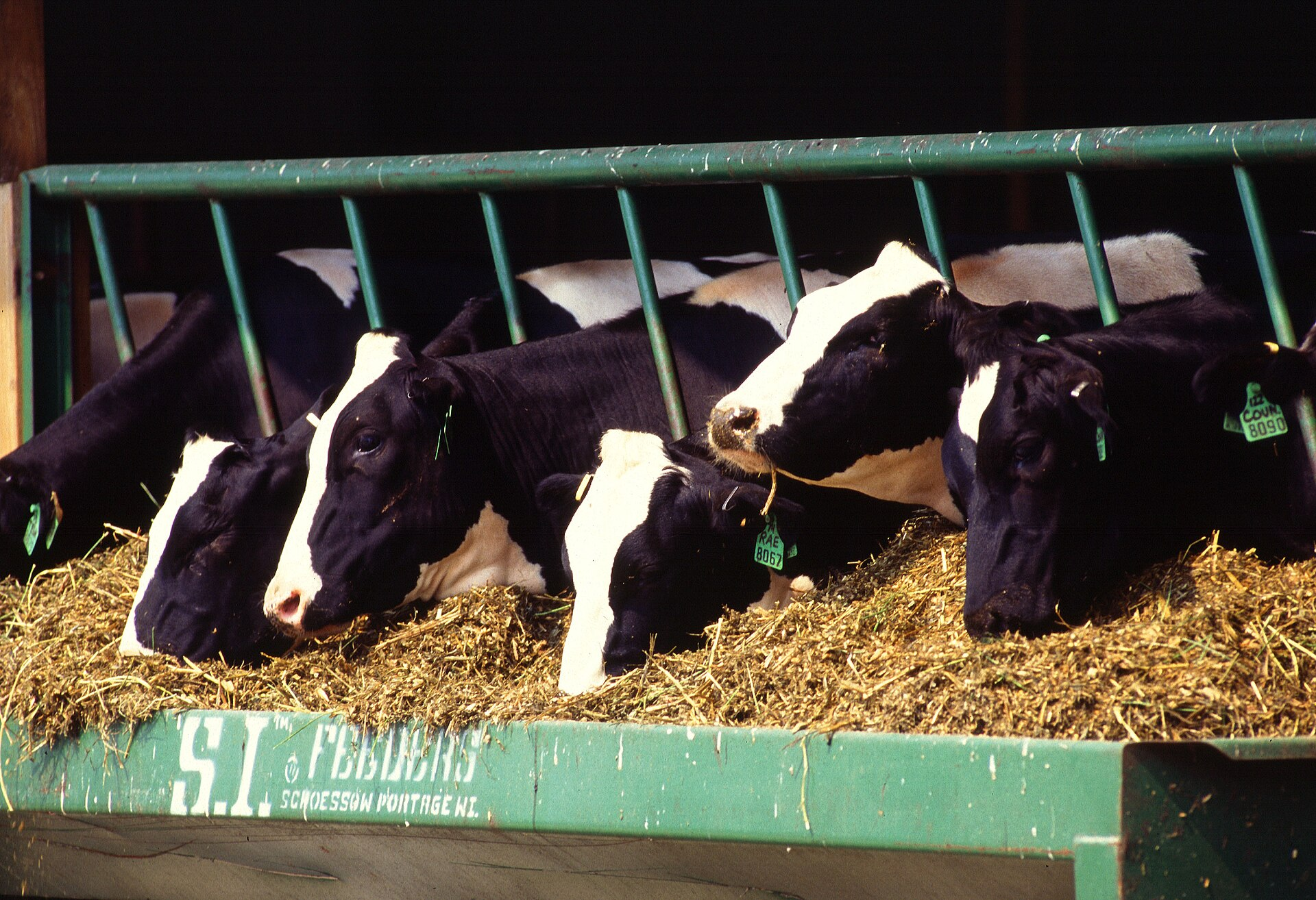 Dairy
