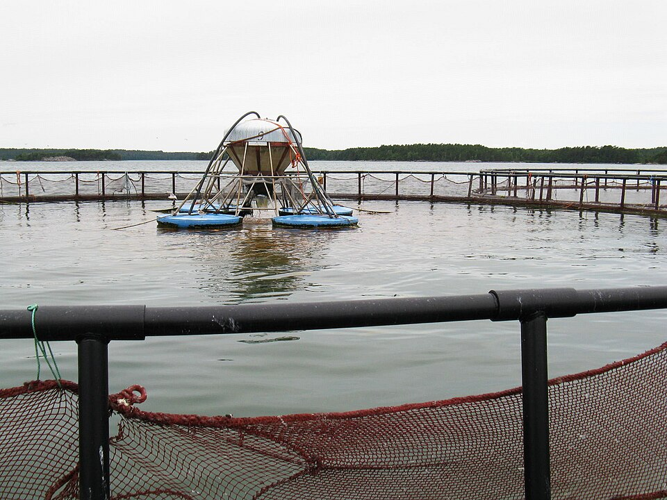Farmed Salmon