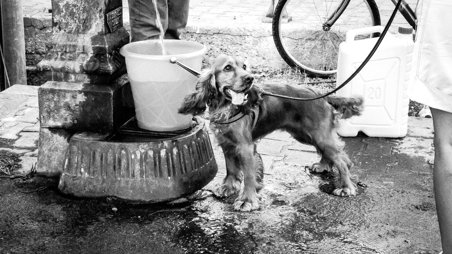 Dog