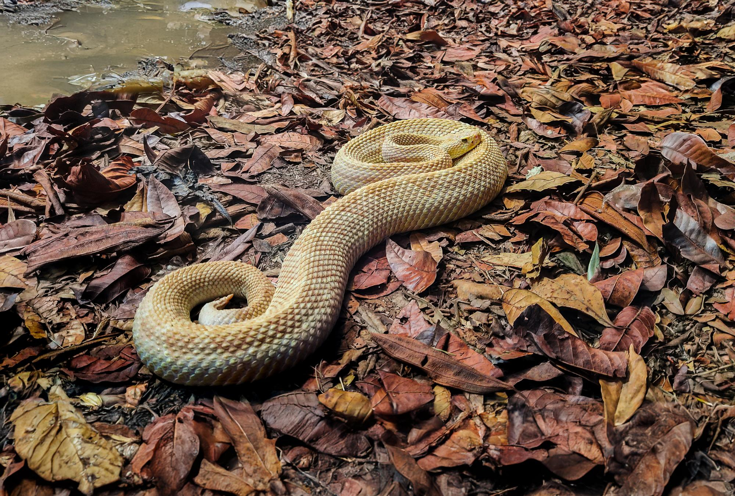 Golden Lancehead