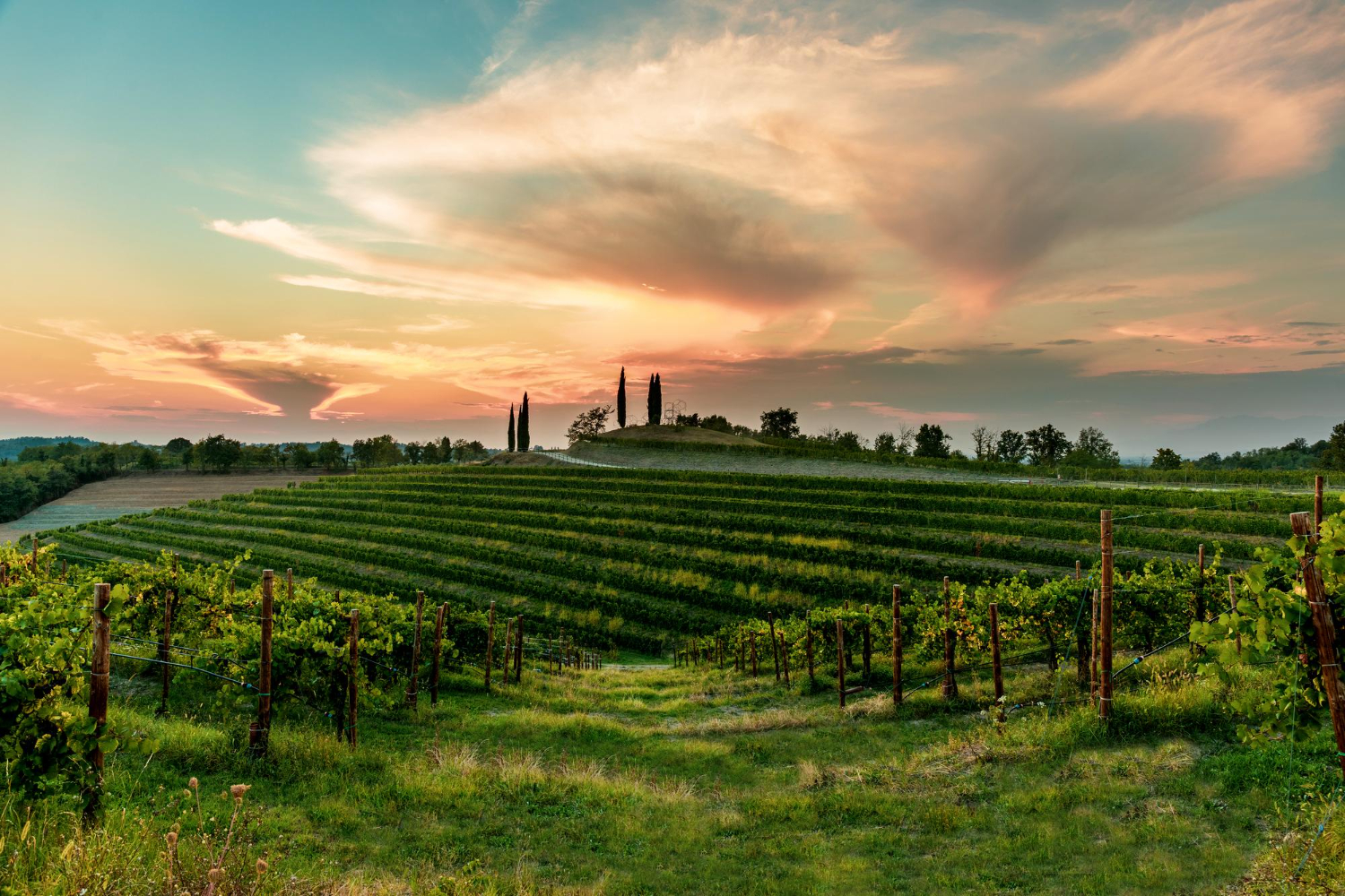 Vineyards