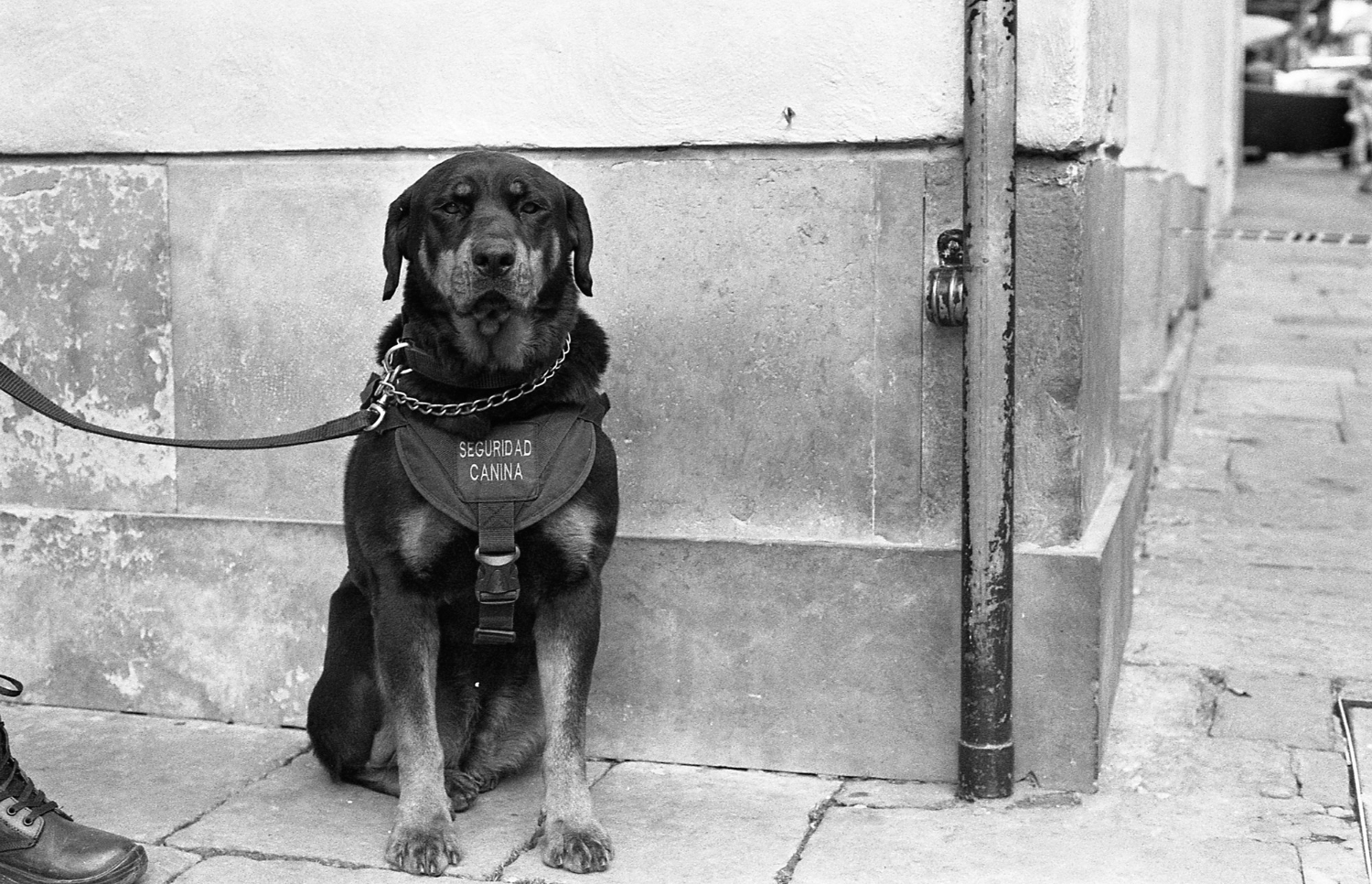 Dog