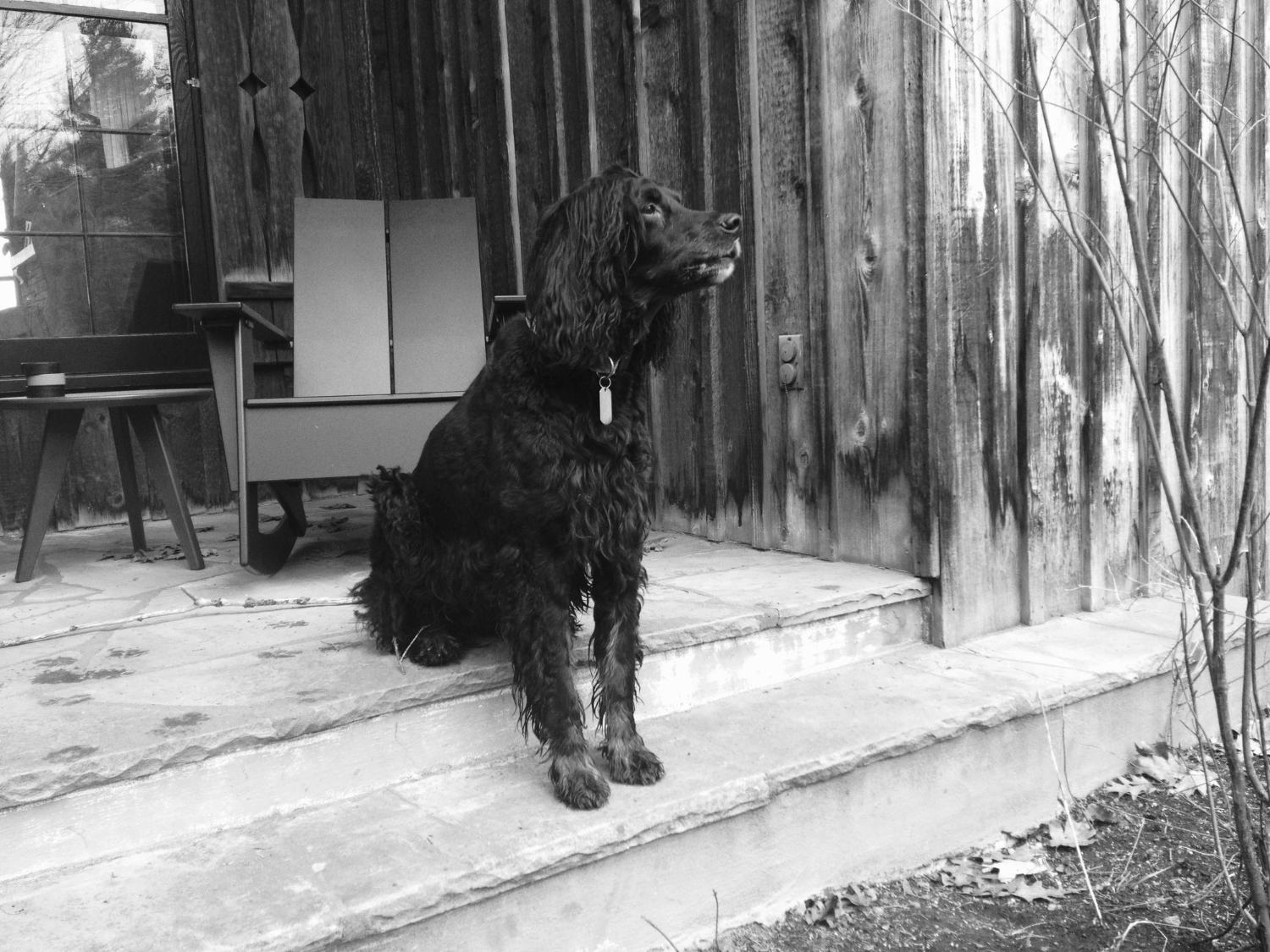 Dog