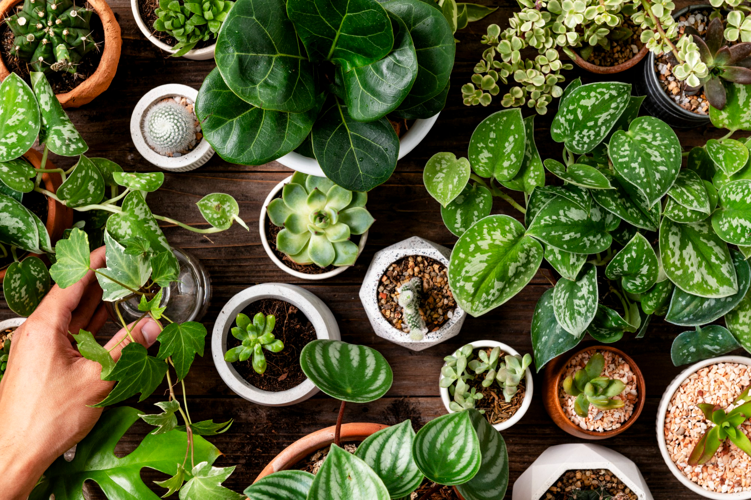 Plants