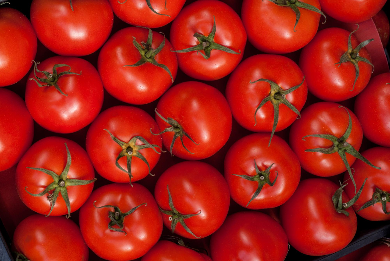 Tomato