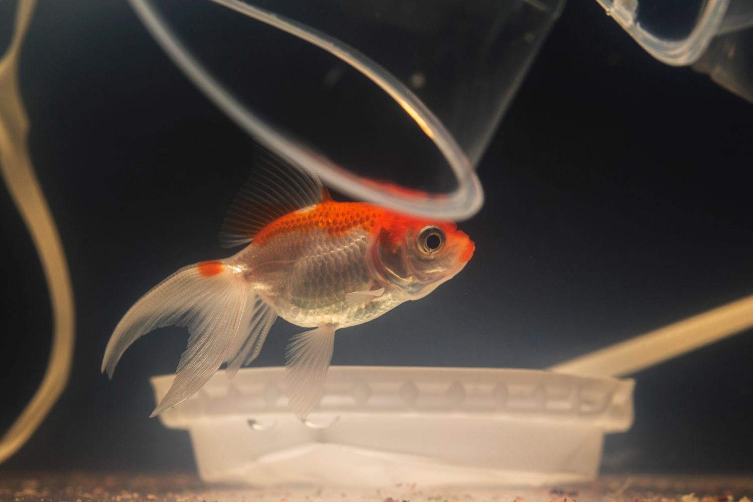 Live Fish