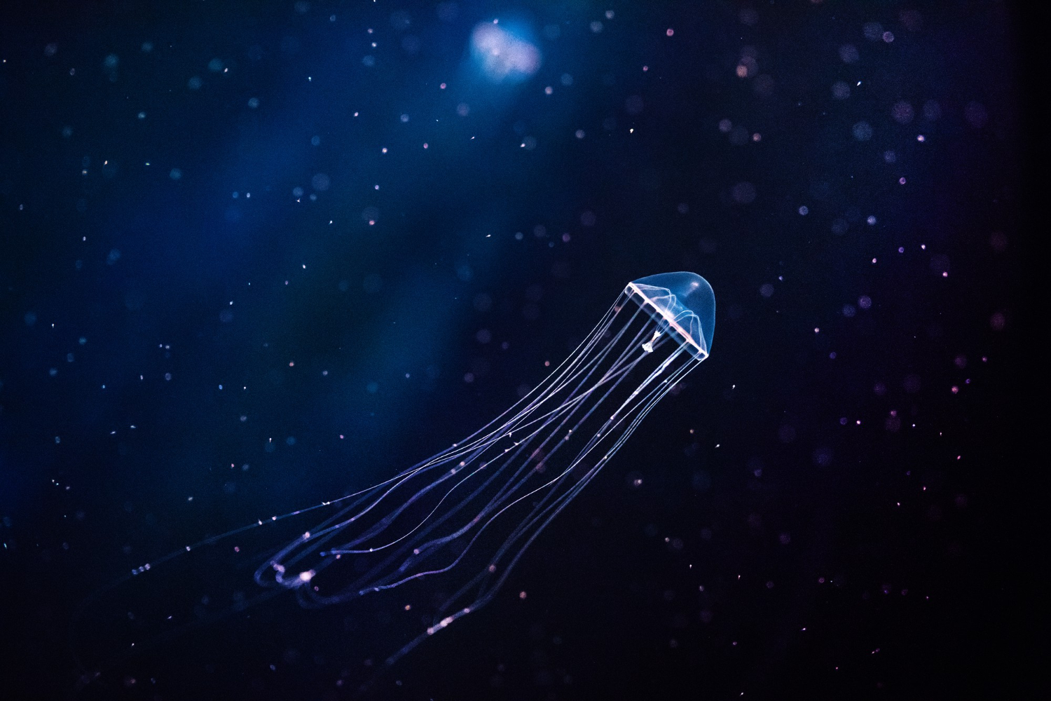 bioluminescent