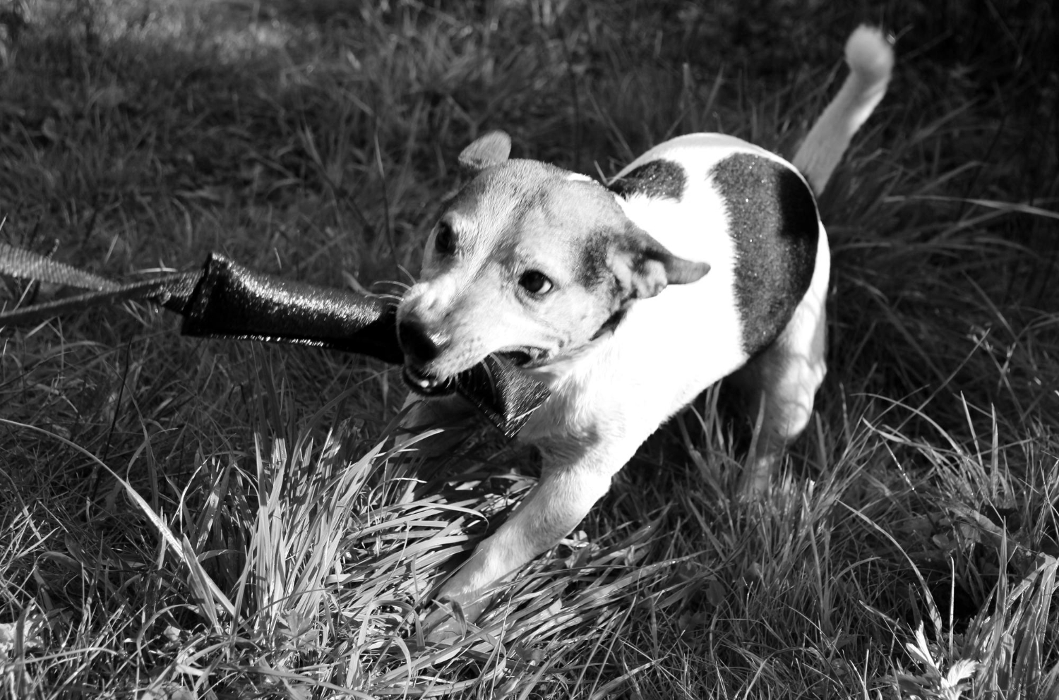 Dog