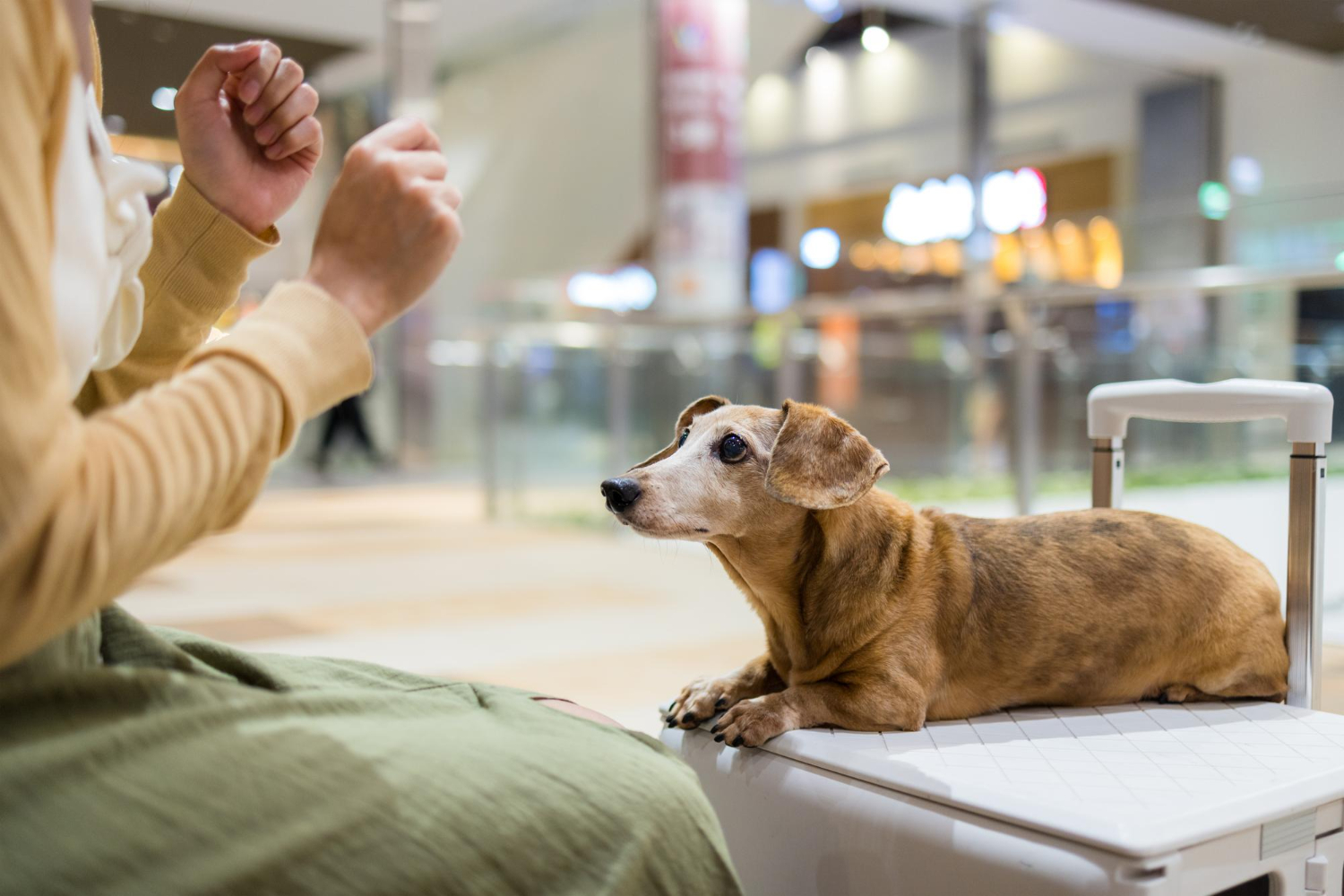 Pets in plane