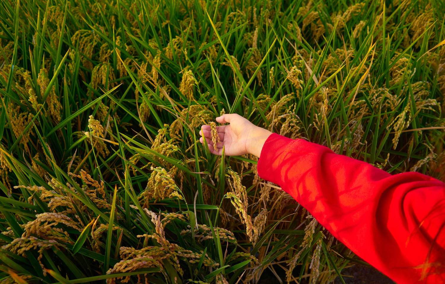 Crops
