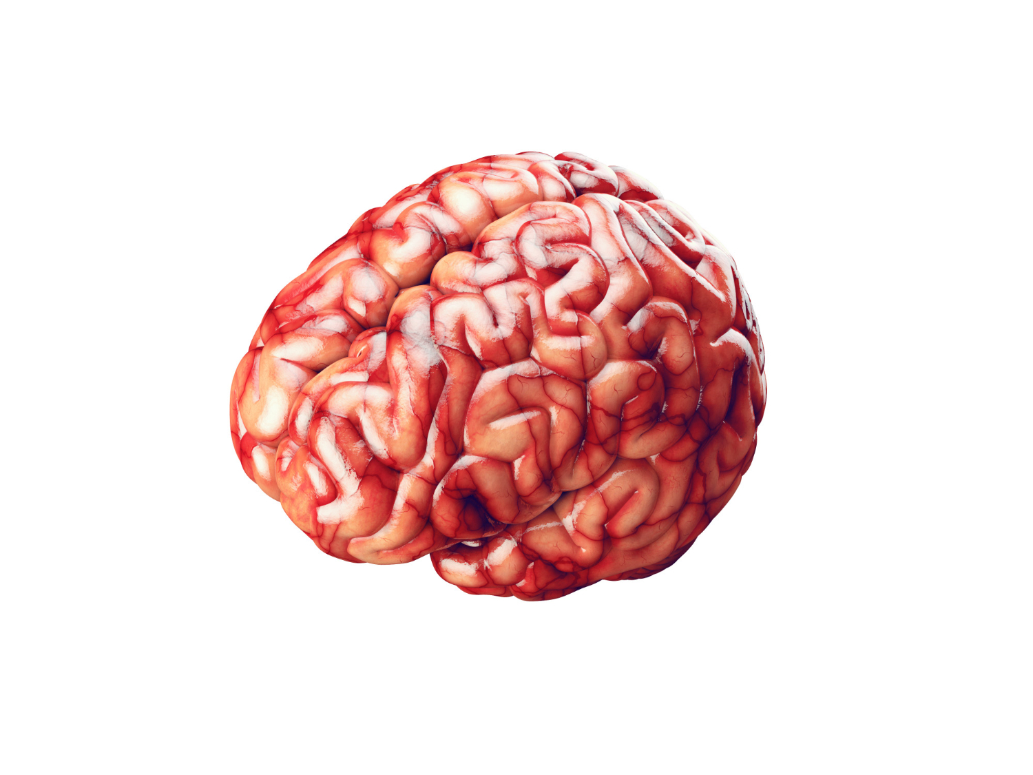 Brain