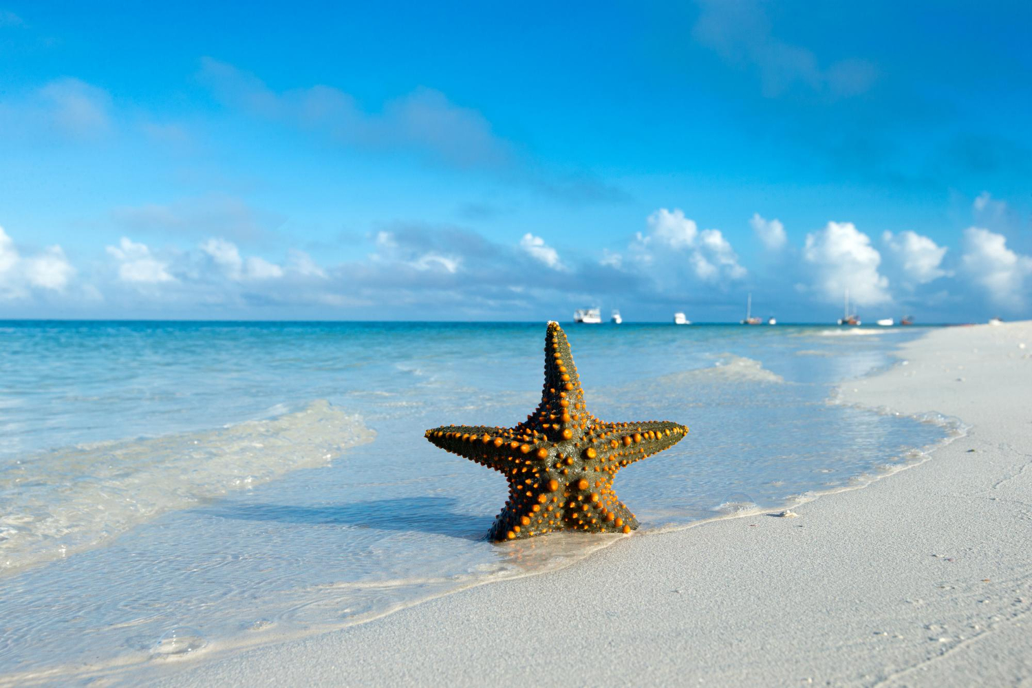 Caribbean