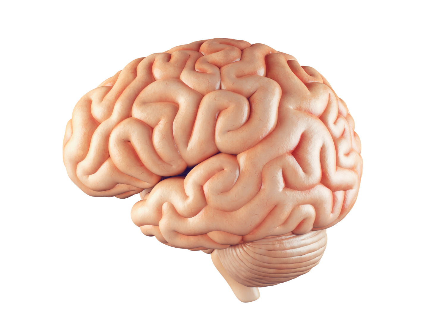 Brain