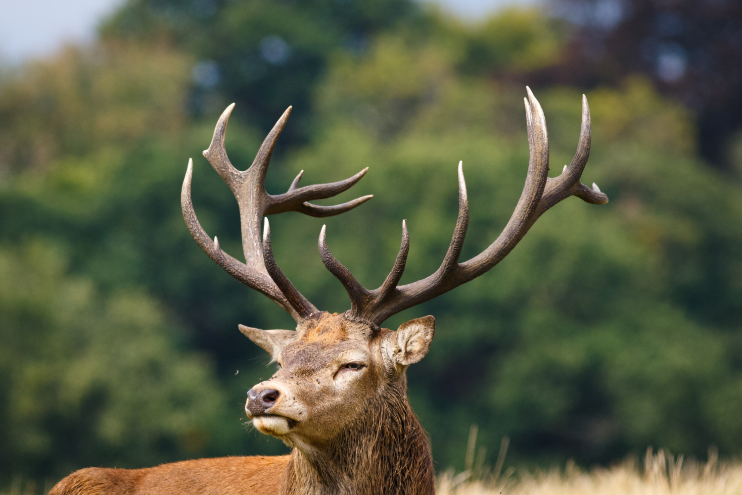 Antlers
