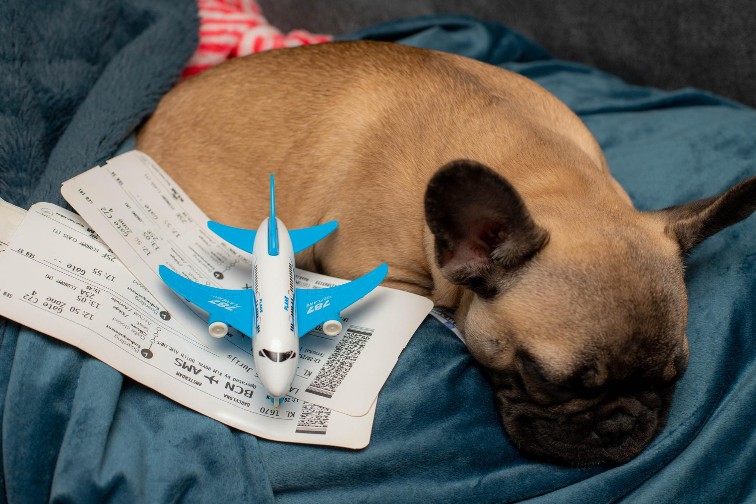 Pets in plane
