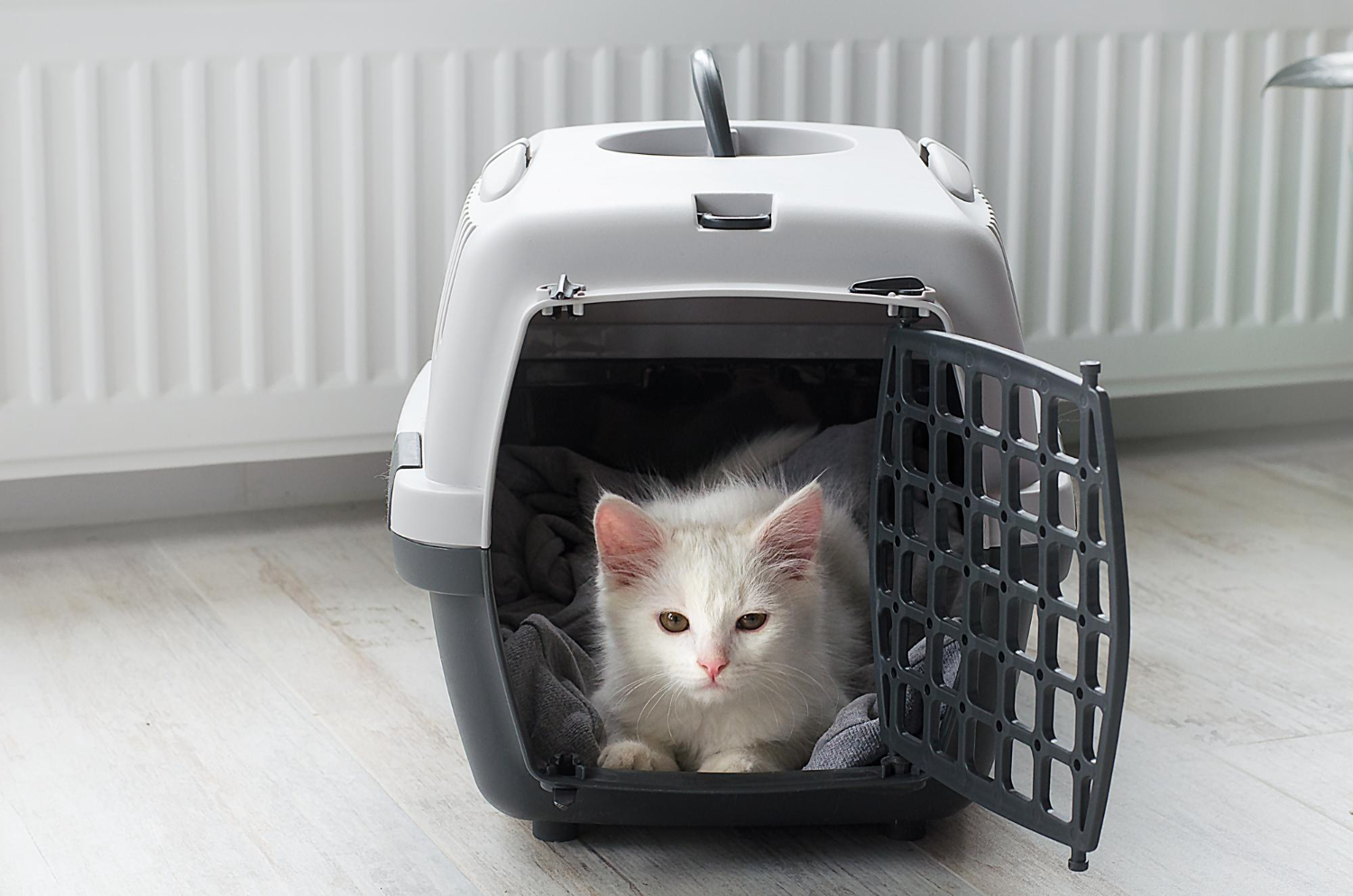 Pets in plane