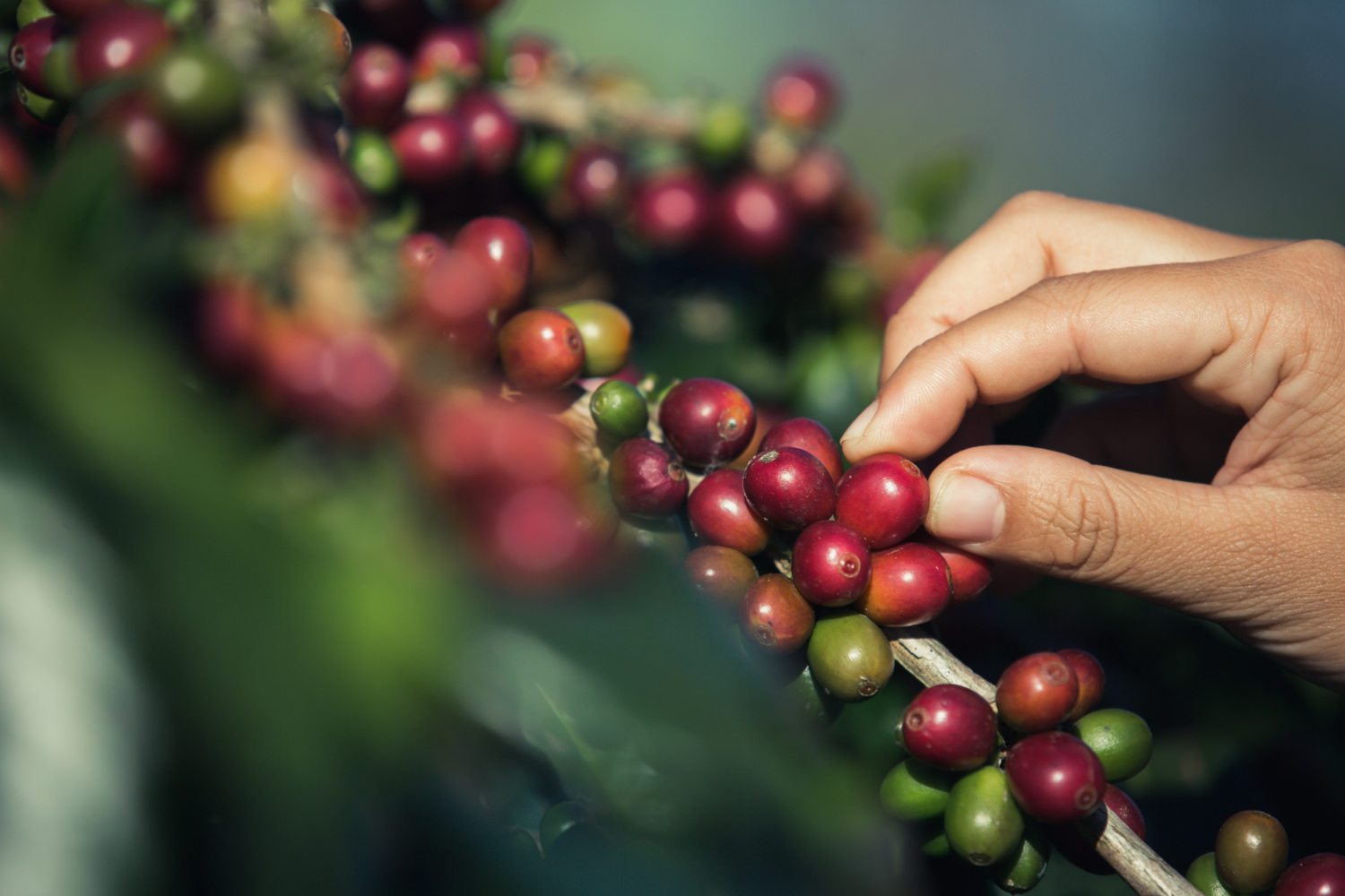 Coffee beans