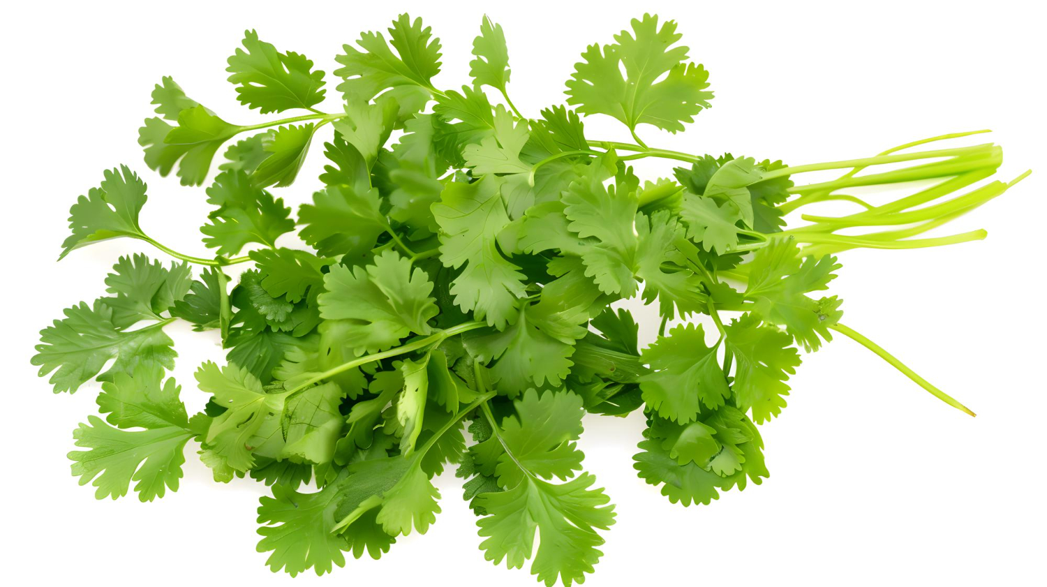 Cilantro