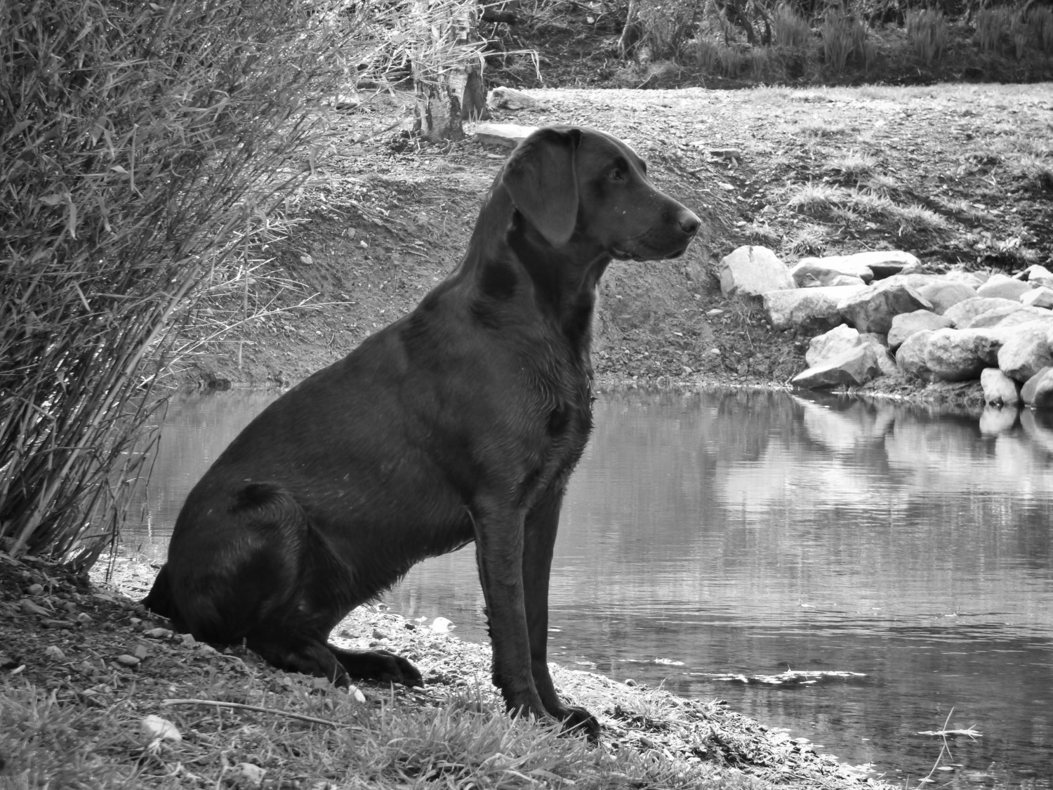 Dog