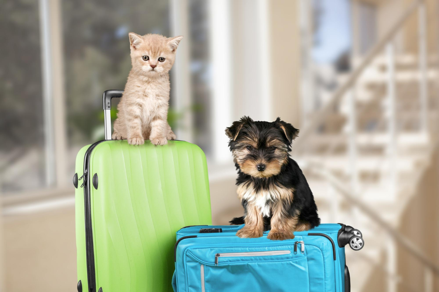 Pets in plane
