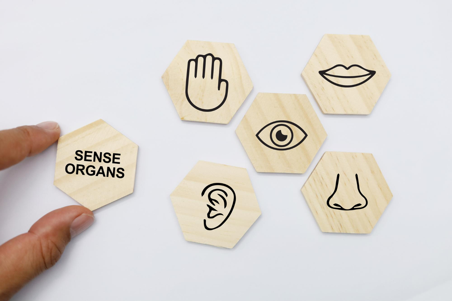 Humans Senses