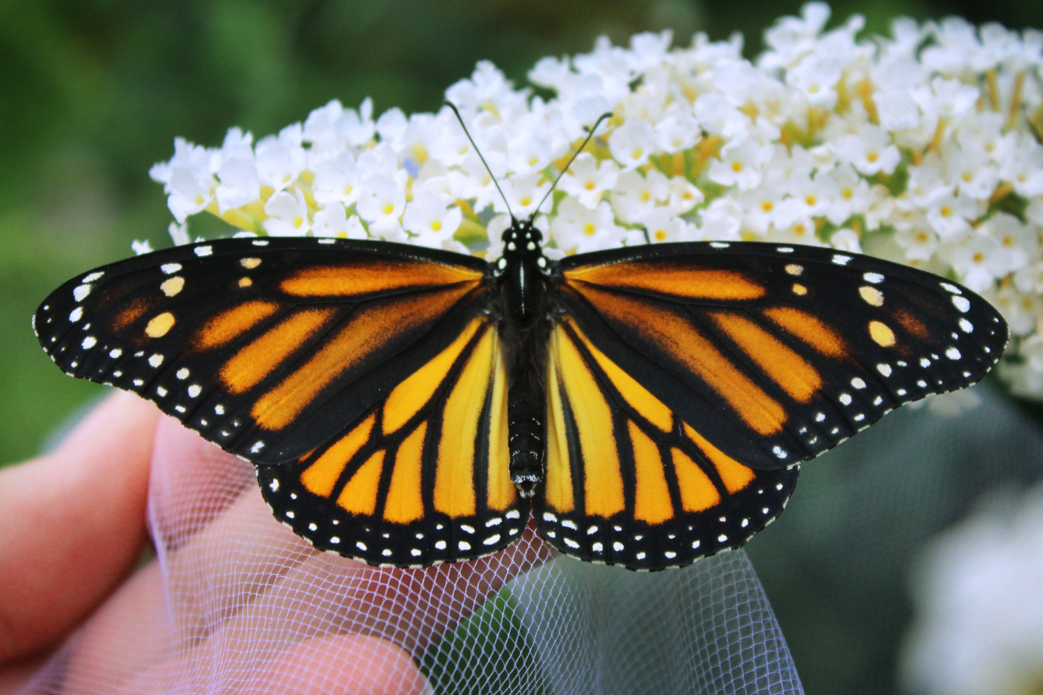 Monarch Butterfly