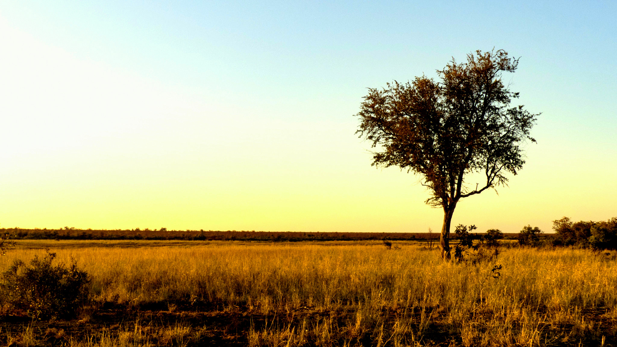 savanna