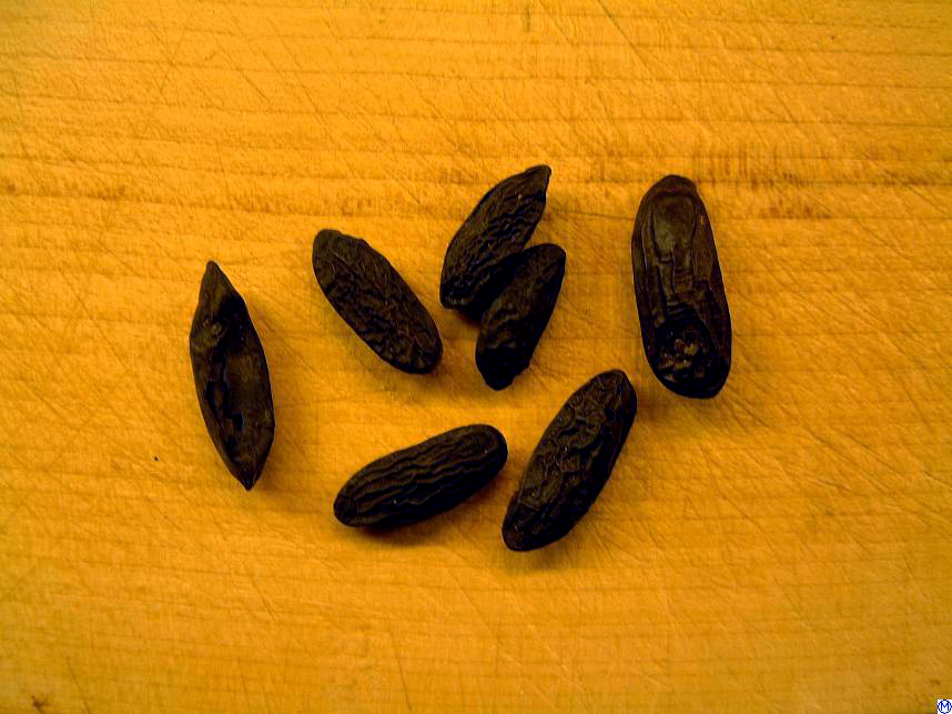 Tonka Beans