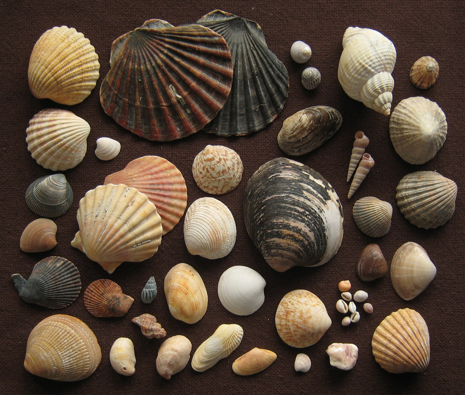 Seashells