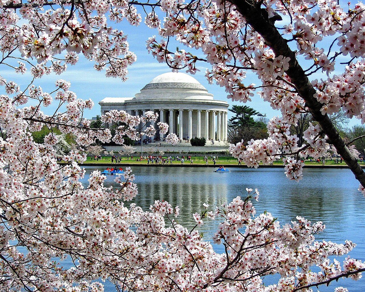 Cherry Blossoms