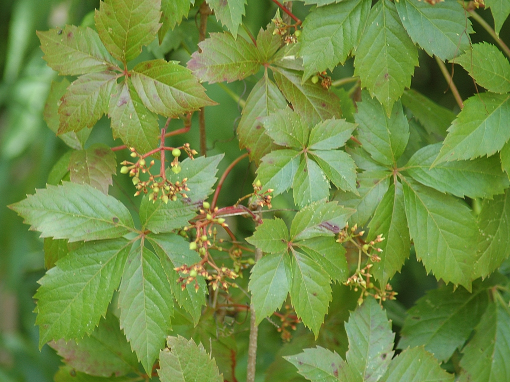 Parthenocissus
