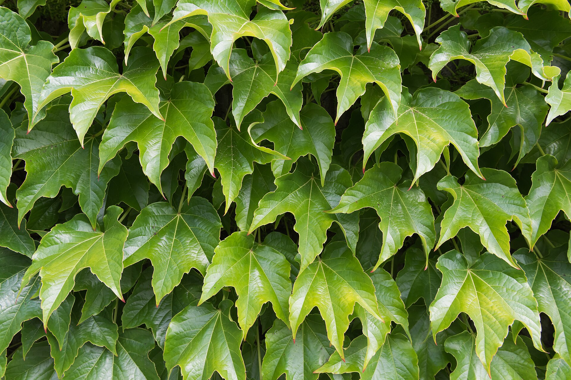 tricuspidata