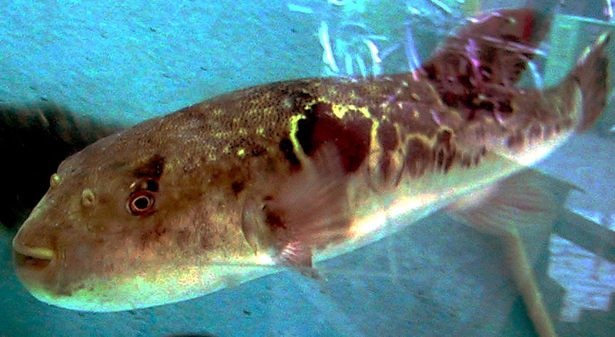 Fugu