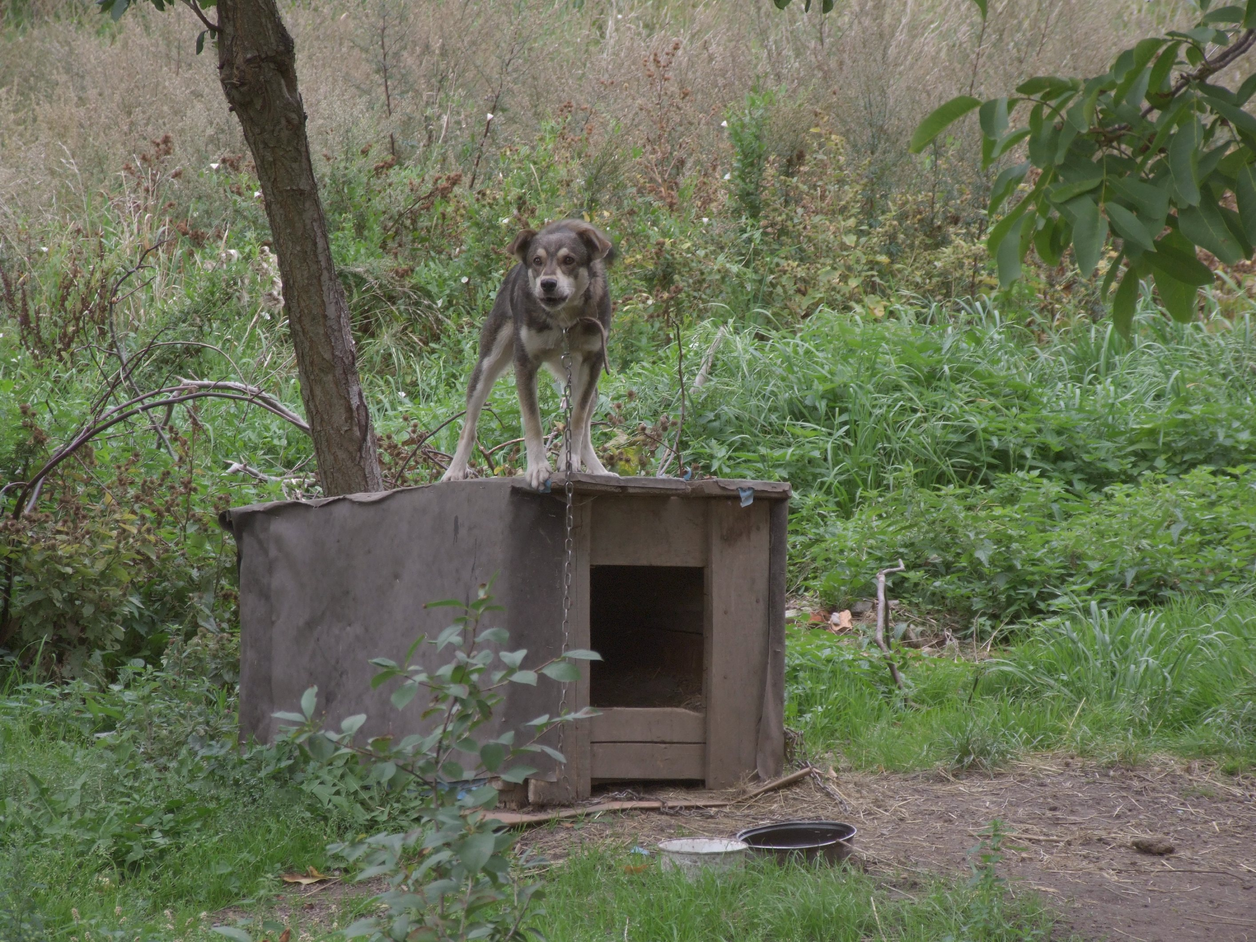 Dog house
