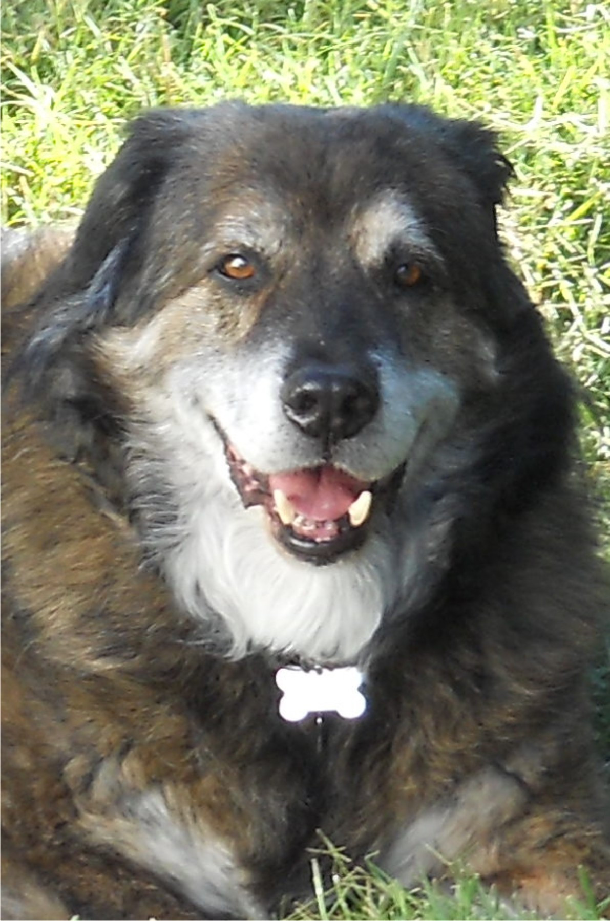 Dog