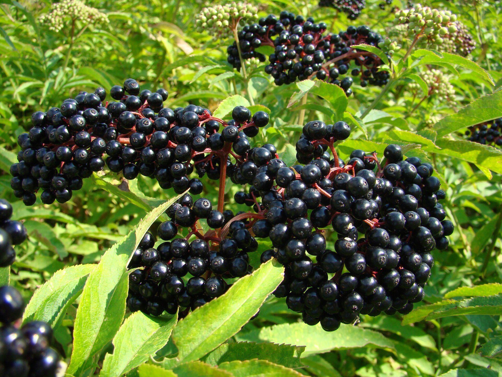 Sambucus