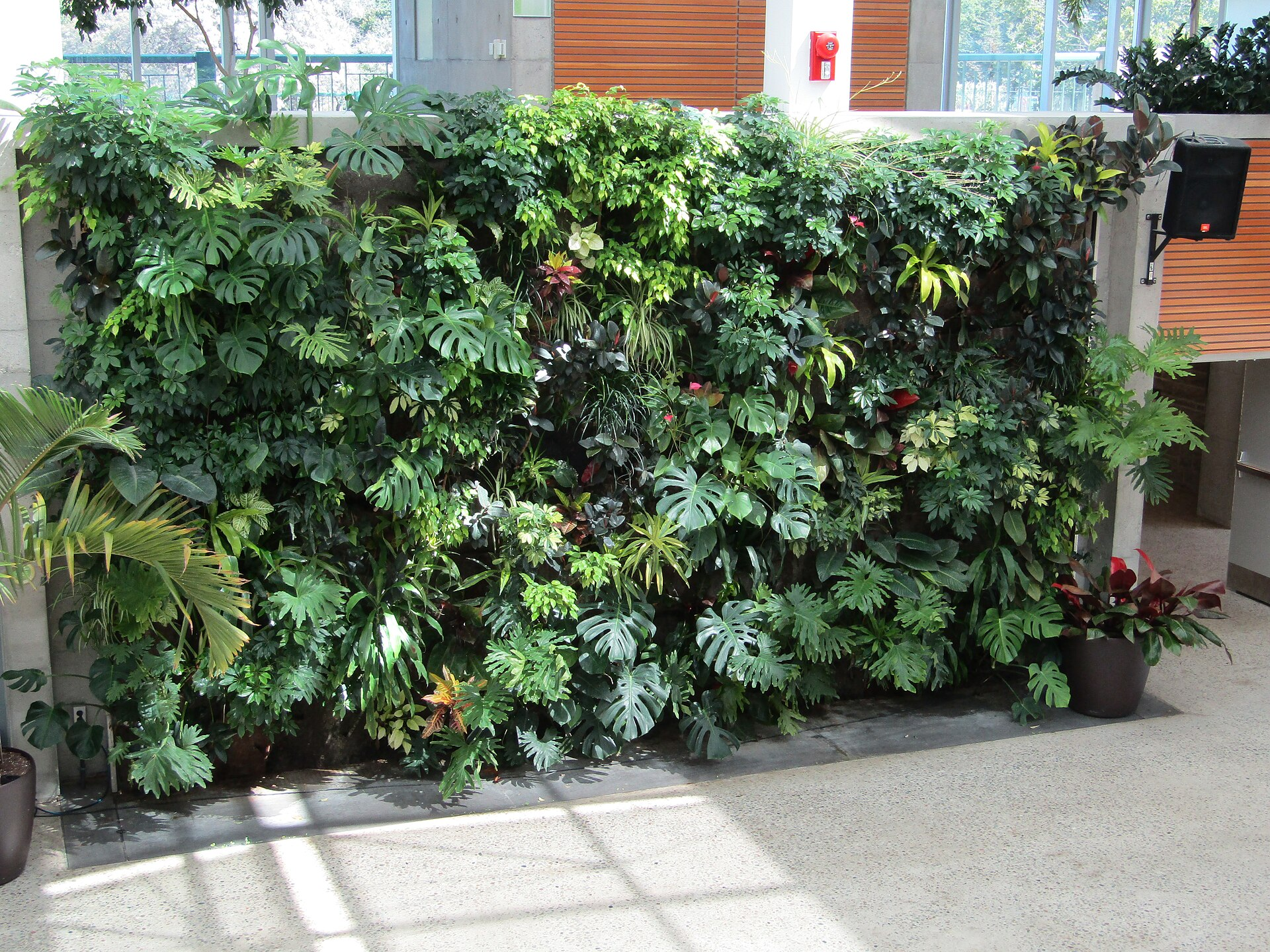 Indoor Jungle of Houseplants