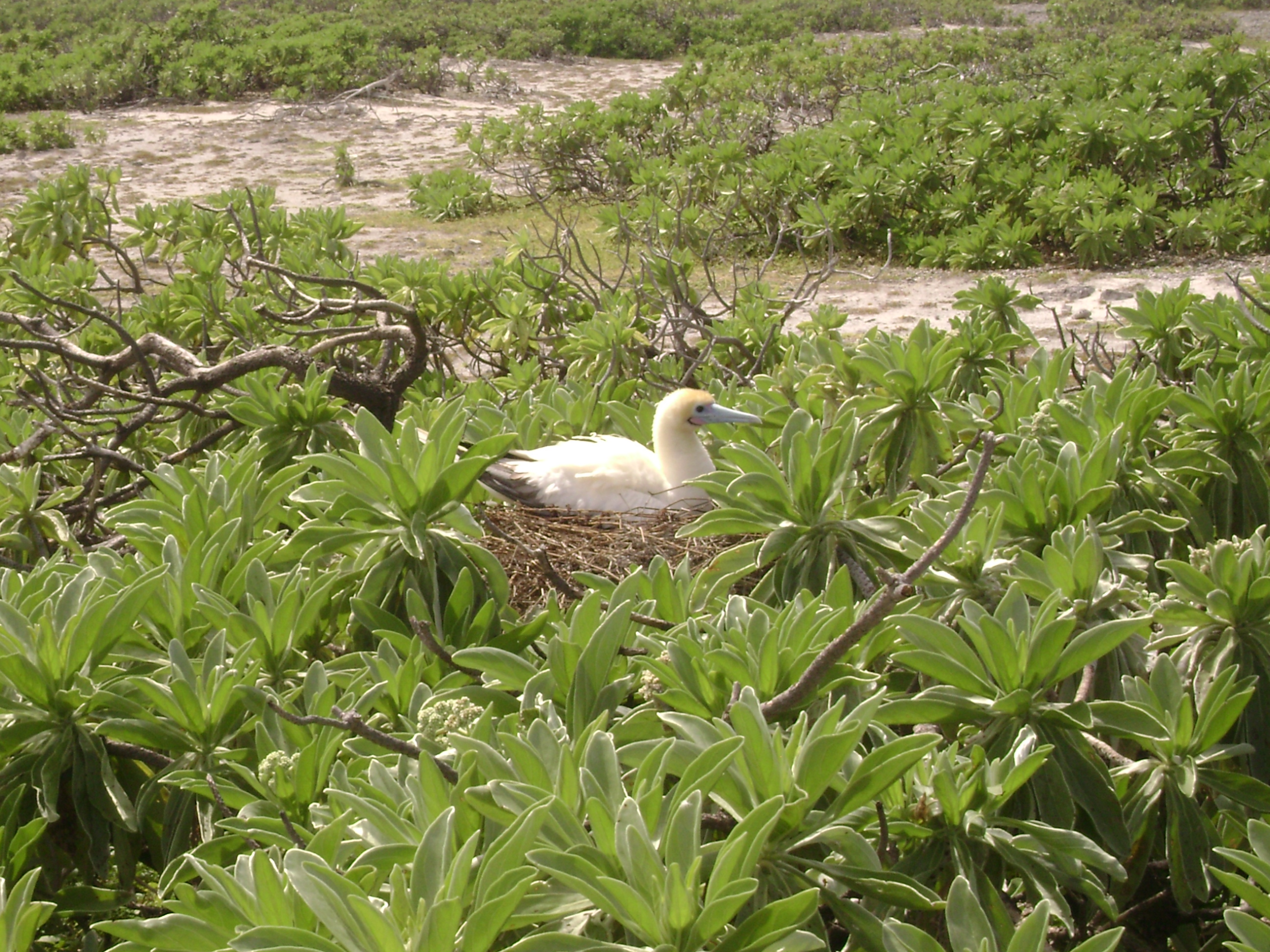 Tromelin Island