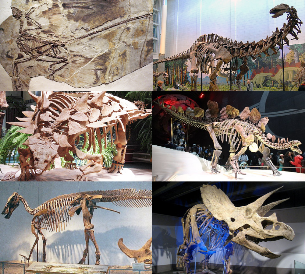 Dinosaurs