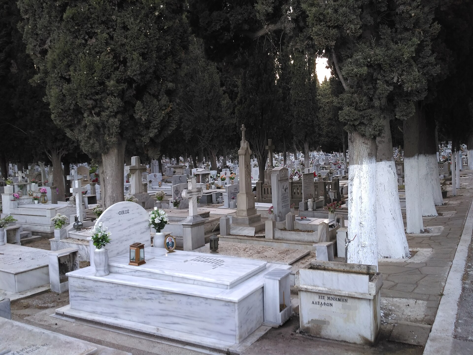 Cemetry tree