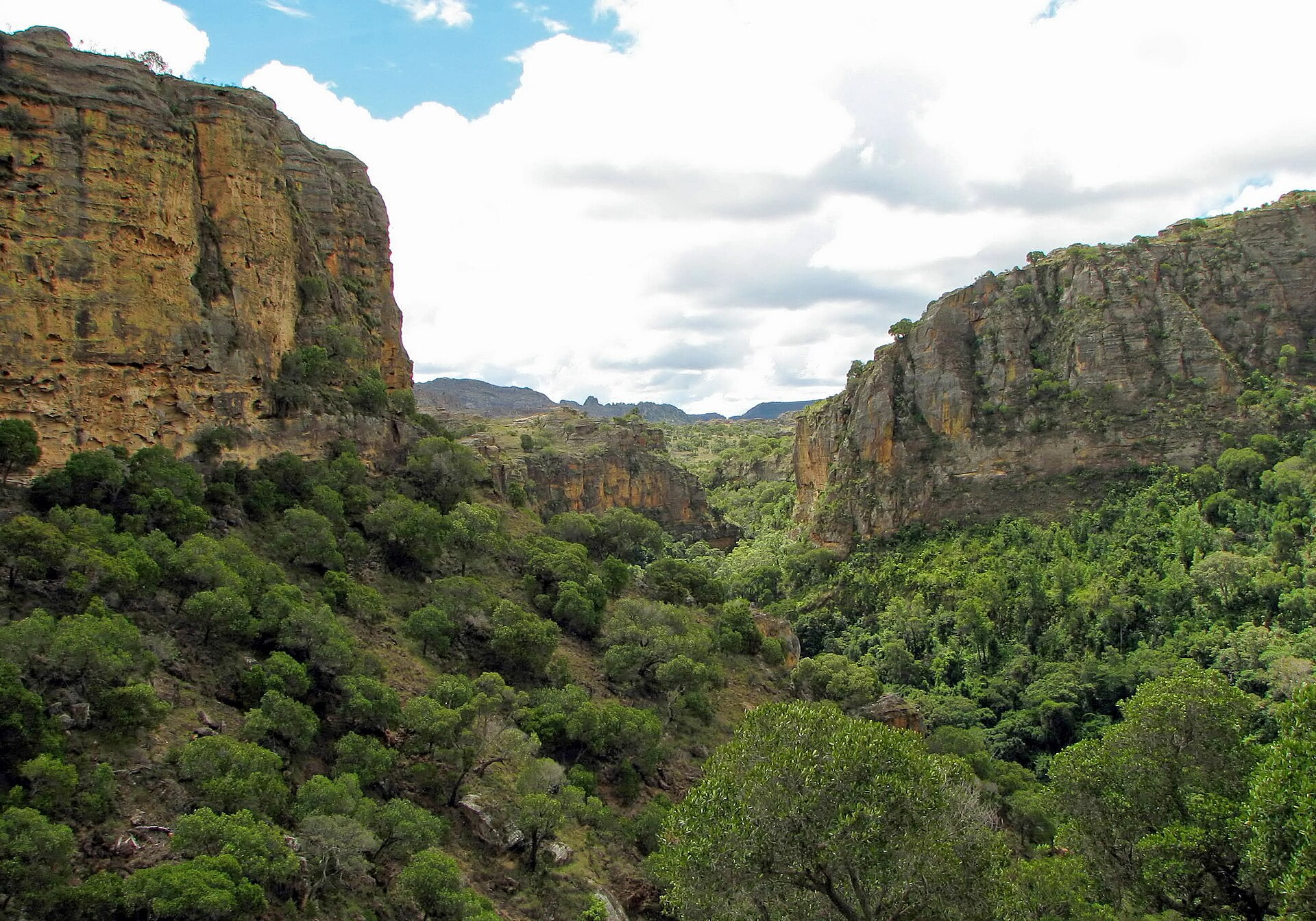 Madagascar's Forests