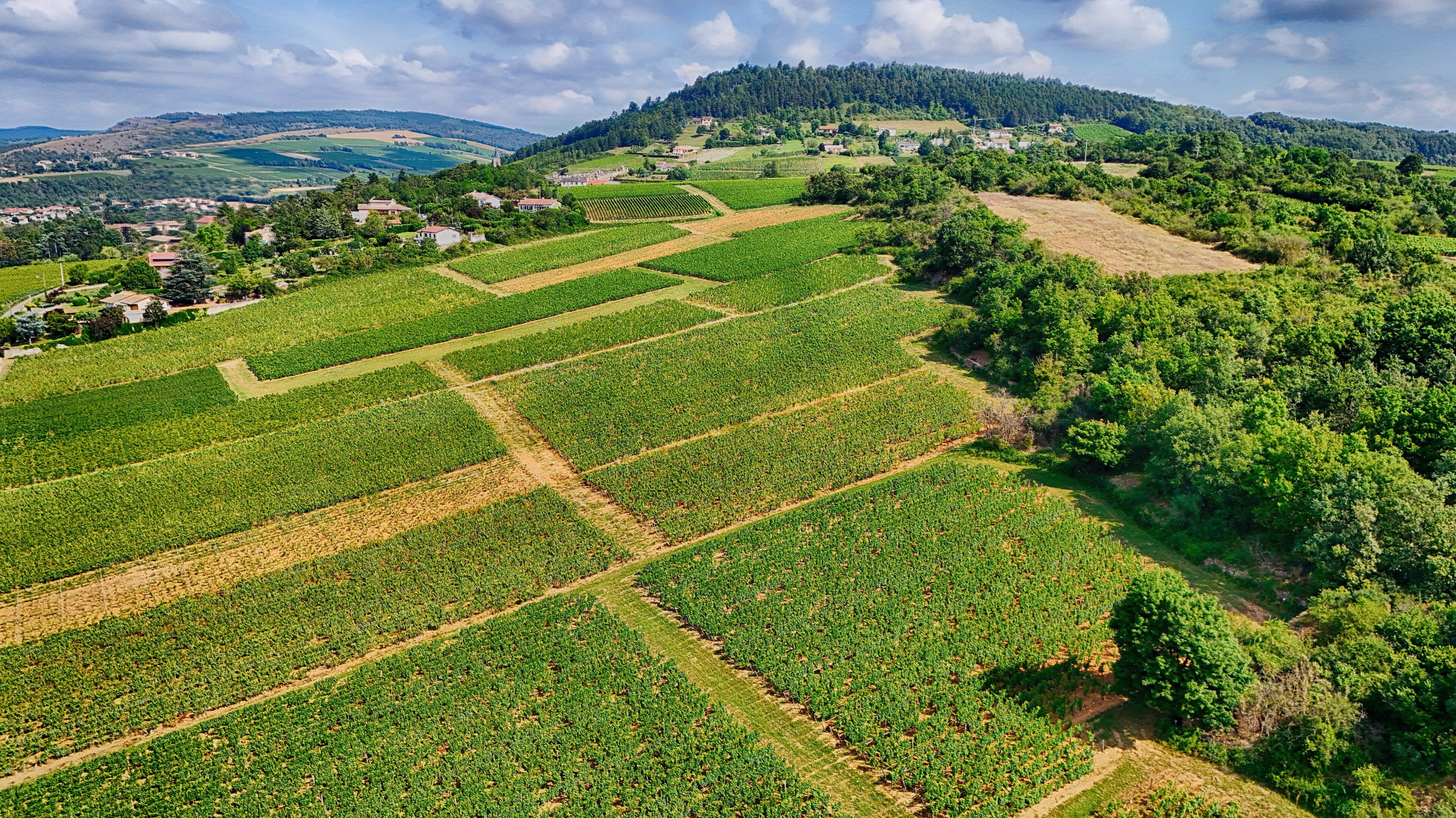 Vineyards