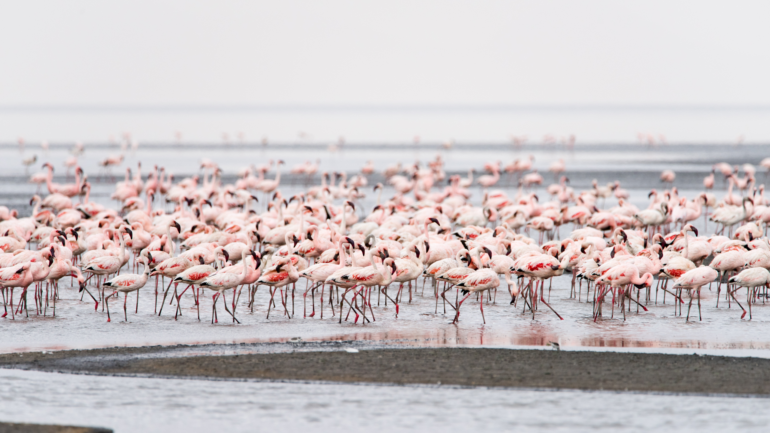 Lake Natron