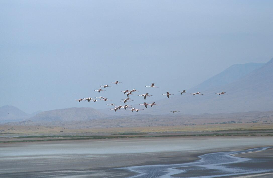 Lake Natron