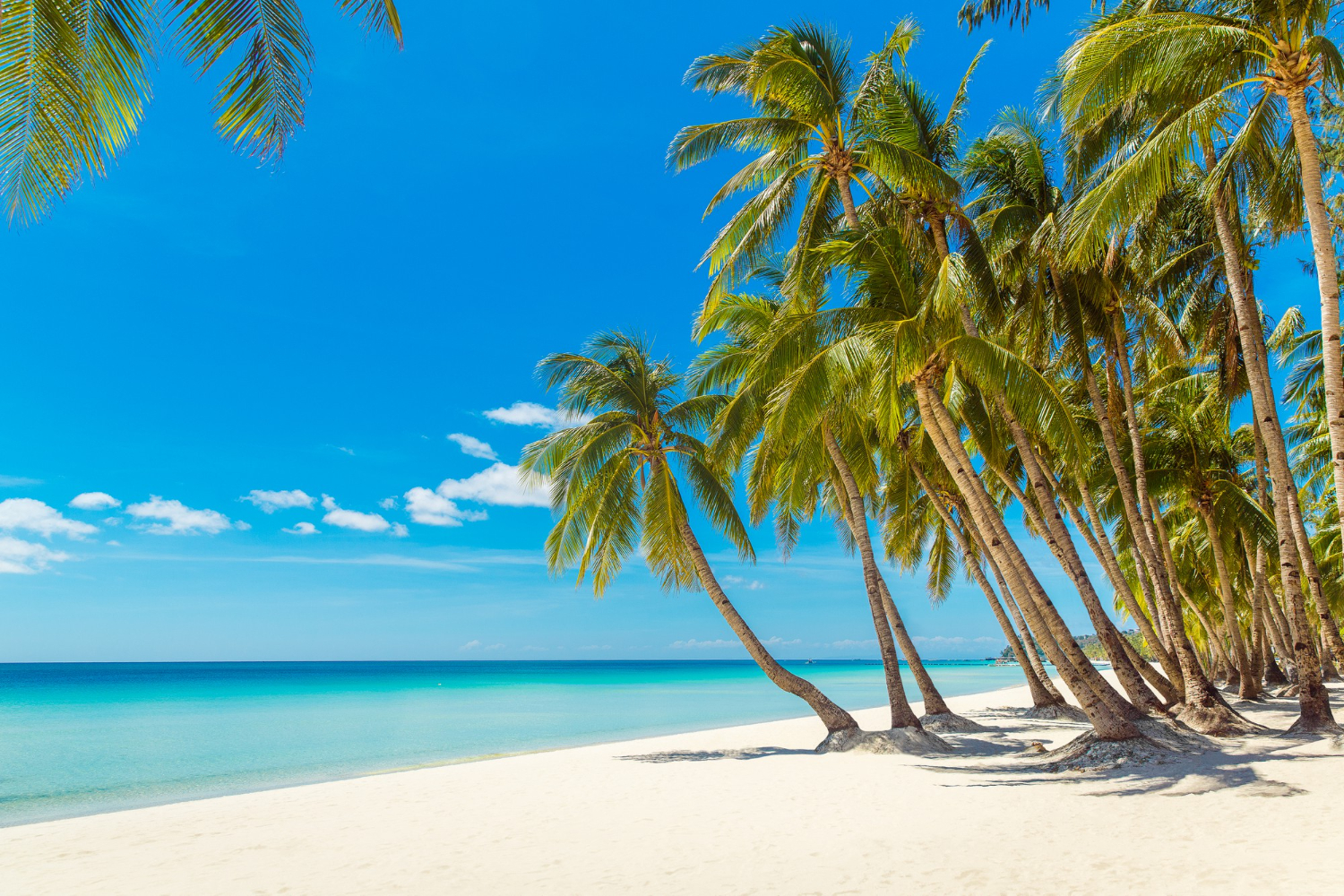 tropical beach