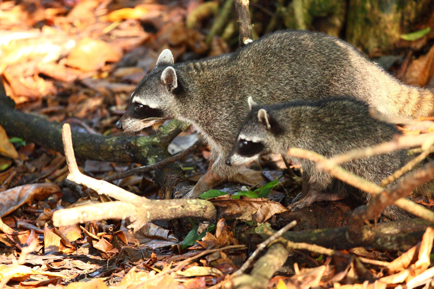 Raccoons