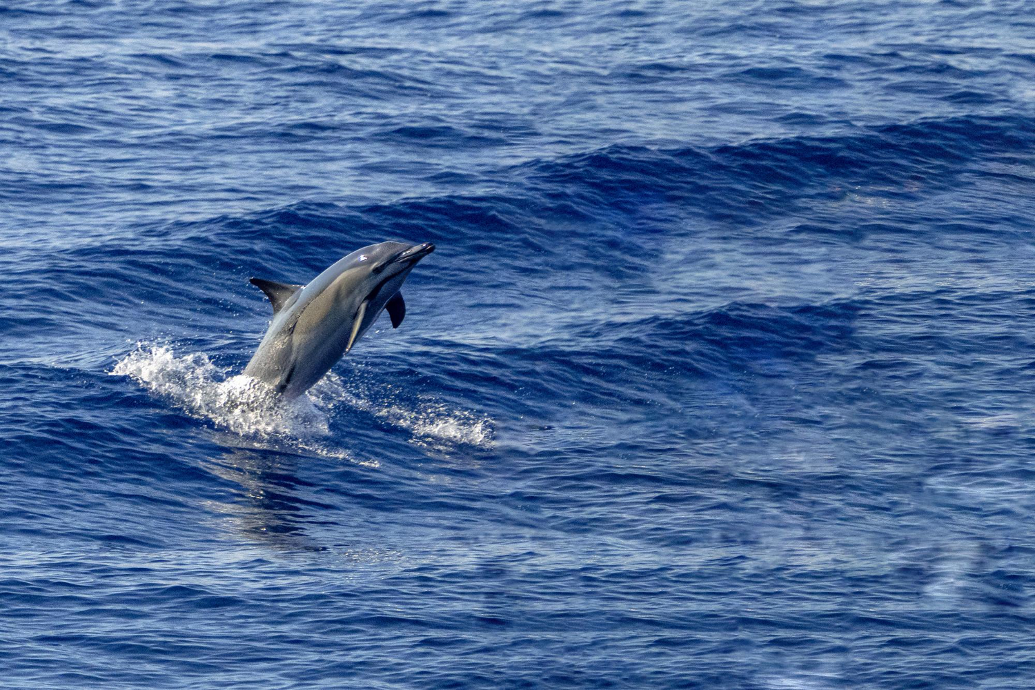Dolphin