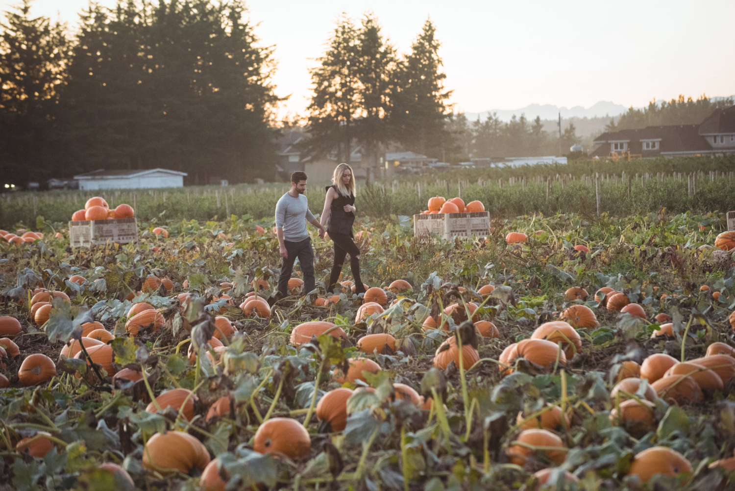 Harvest
