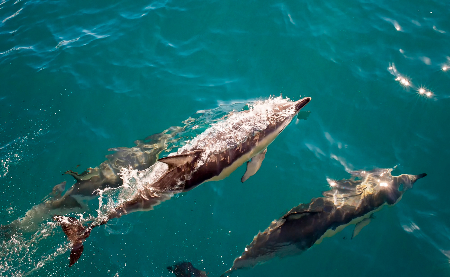 Dolphin